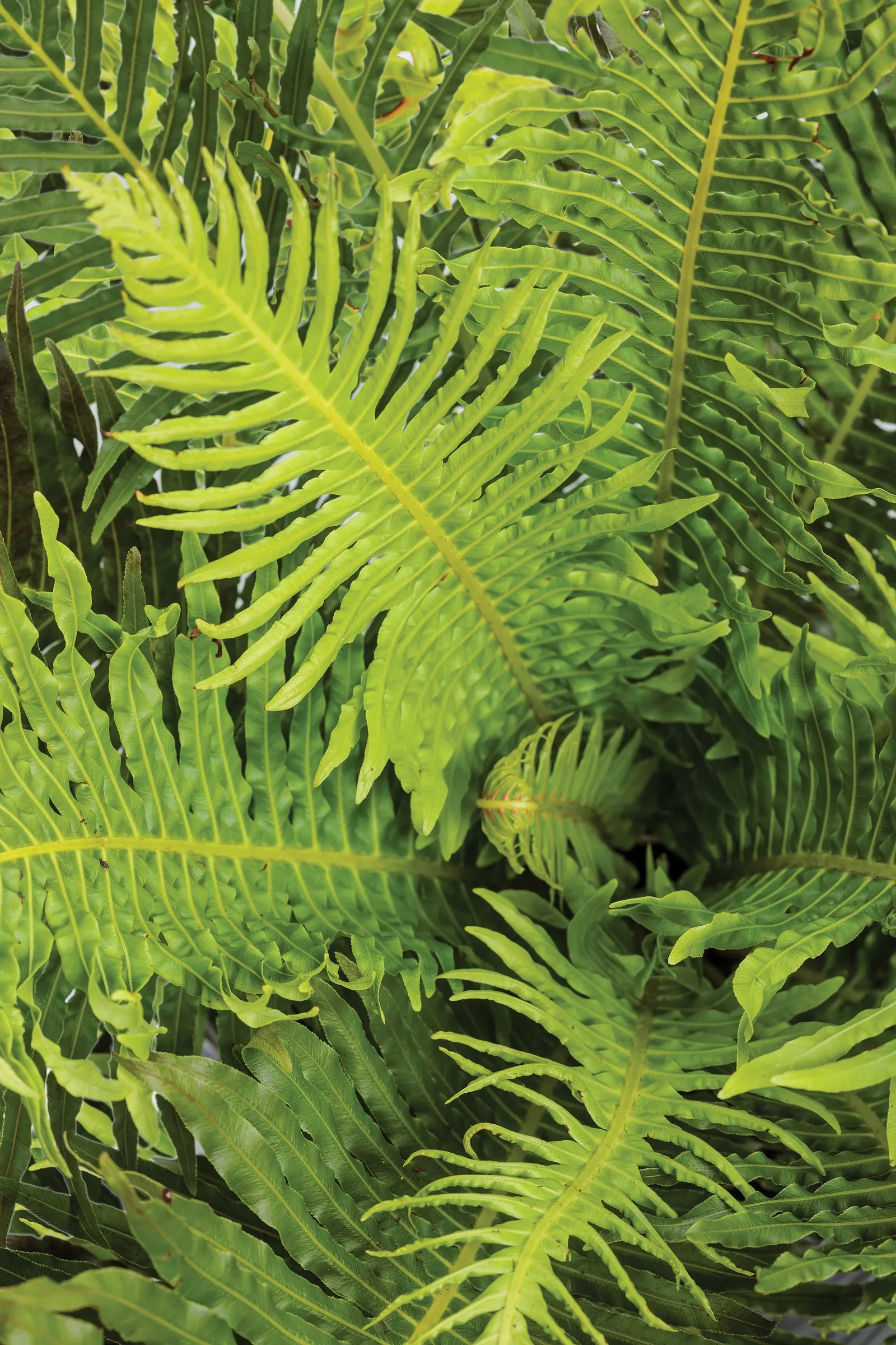 'Silver Lady' Tree Fern (Blechnum gibbum) — Proven Winners - 'Silver Lady' - Tree Fern - Blechnum gibbum plant details, information and resources