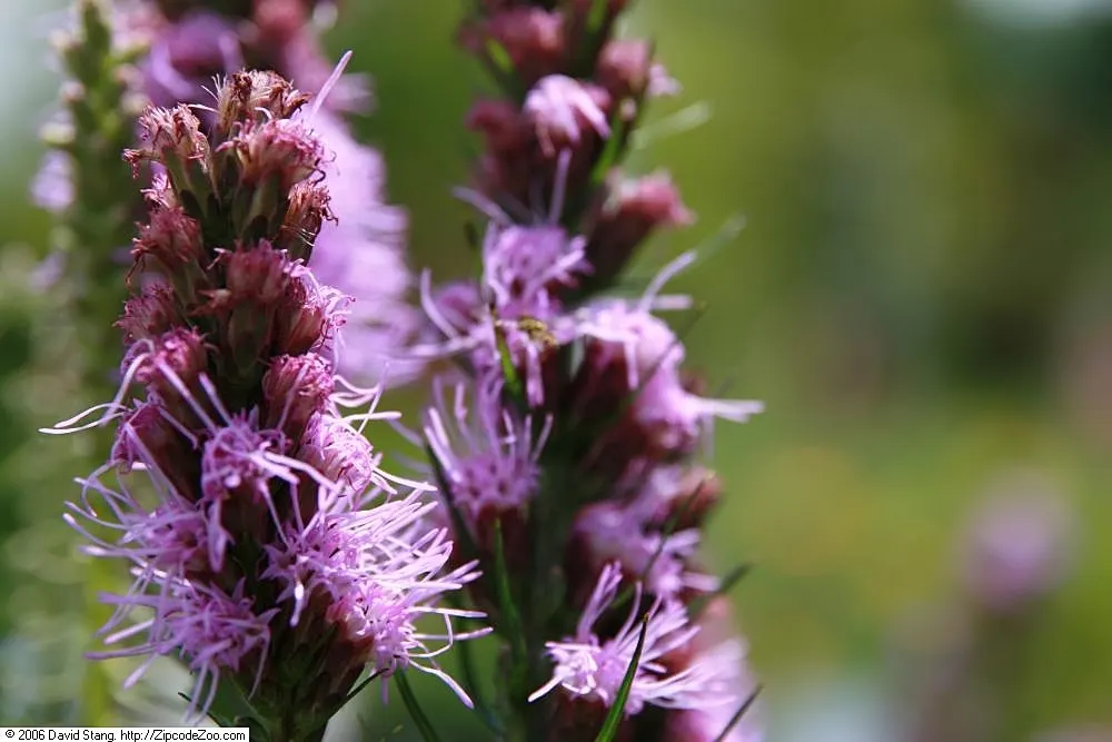 Floristan Violet Gayfeather (Liatris Spicata 'Floristan Violet') — The Floristan Violet Gayfeather (Liatris spicata 'Floristan Violet') features striking