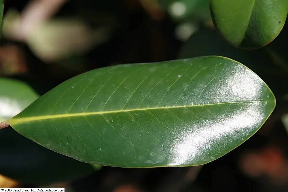 Edith Bogue Bull Bay (Magnolia Grandiflora 'Edith Bogue') — This specimen reaches up to 60 feet in height, with a 30-foot spread