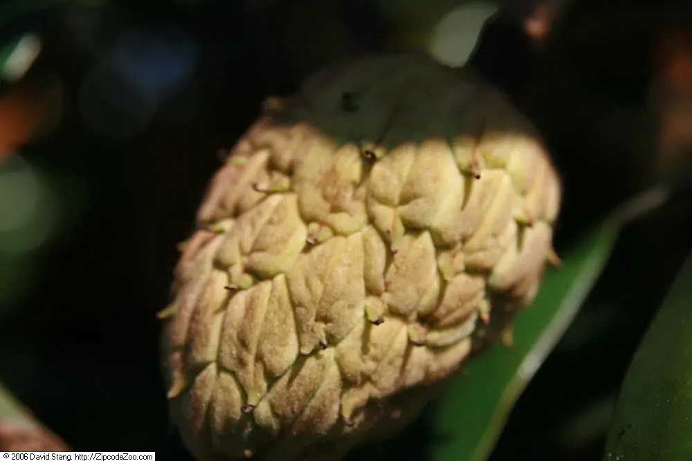 Edith Bogue Bull Bay (Magnolia Grandiflora 'Edith Bogue') — evergreen variety prized for its resilience and elegance