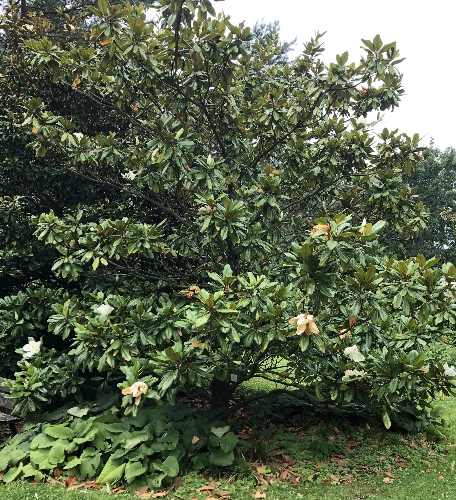 Edith Bogue Bull Bay (Magnolia Grandiflora 'Edith Bogue') — The 'Edith Bogue' Magnolia (Magnolia grandiflora 'Edith Bogue') is a cold-hardy