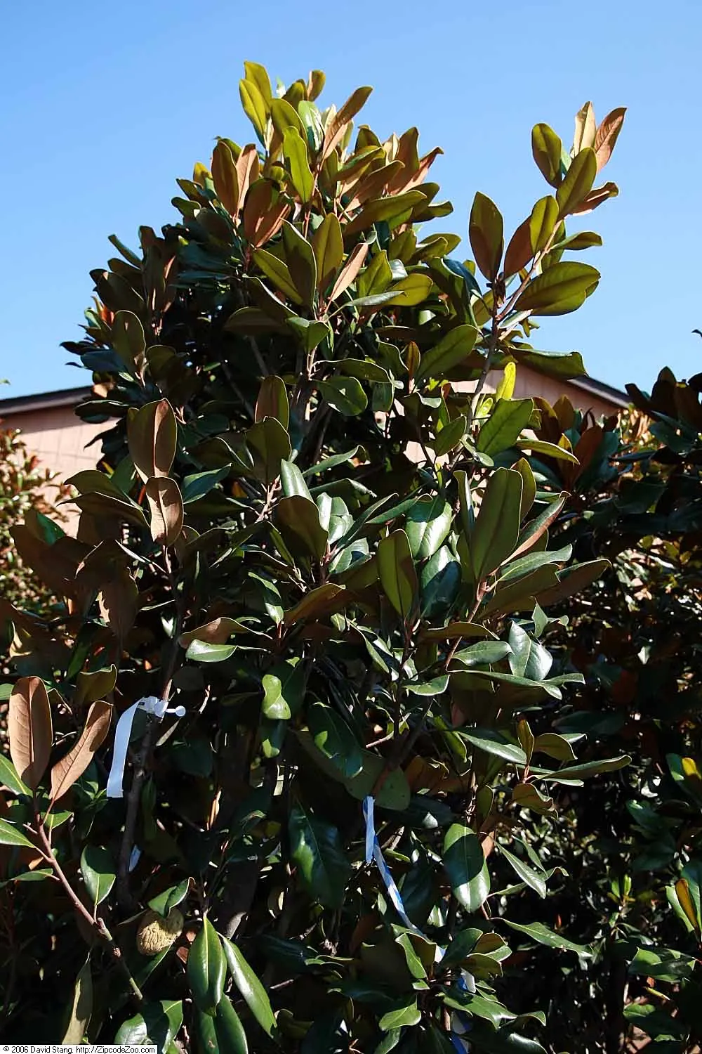 Edith Bogue Bull Bay (Magnolia Grandiflora 'Edith Bogue') — glossy green leaves with velvety brown undersides