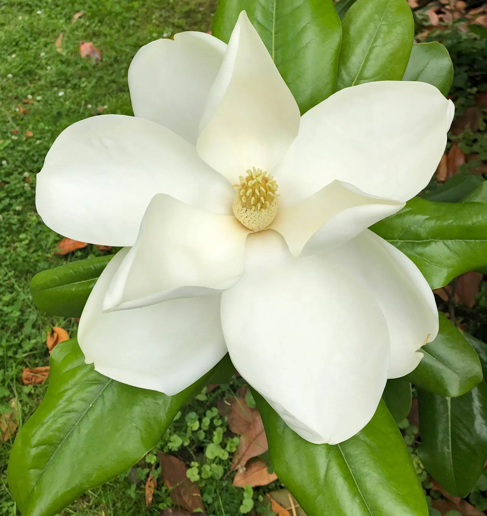 Edith Bogue Bull Bay (Magnolia Grandiflora 'Edith Bogue') — and produces intensely fragrant