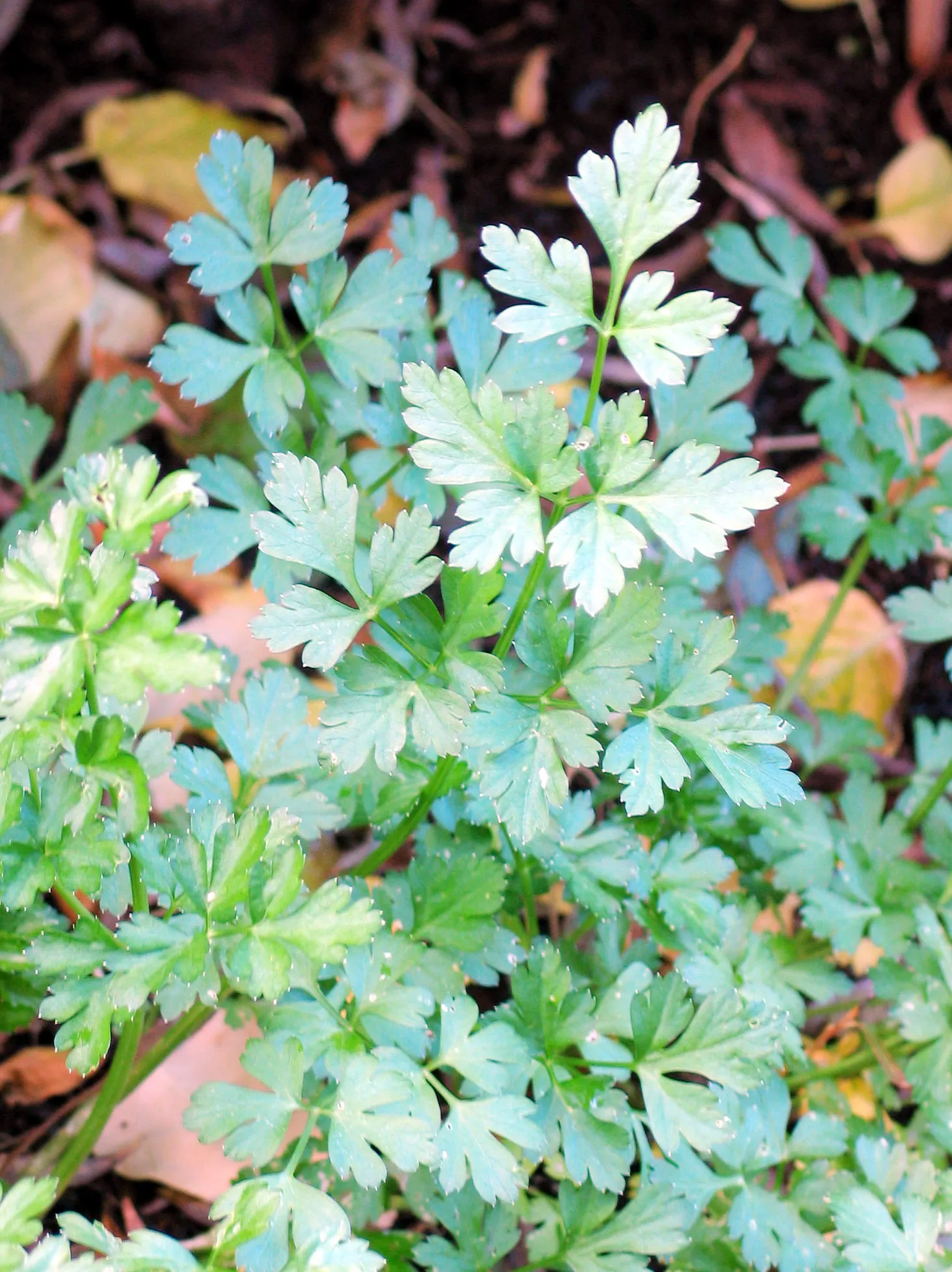 Italian Leaf Parsley (Petroselinum Crispum 'Italian') — dark green leaves on stems reaching up to 18 inches tall