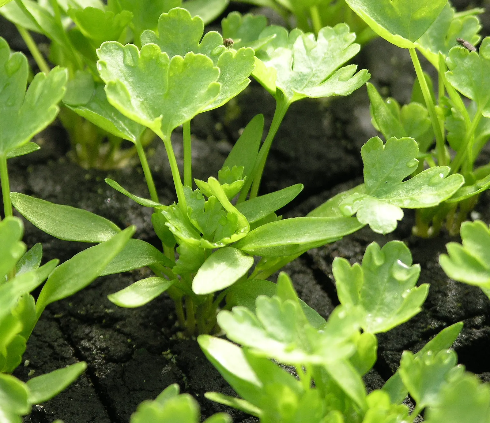 Italian Leaf Parsley (Petroselinum Crispum 'Italian') — Italian Leaf Parsley (Petroselinum crispum 'Italian') is a flavorful culinary herb characterized by flat