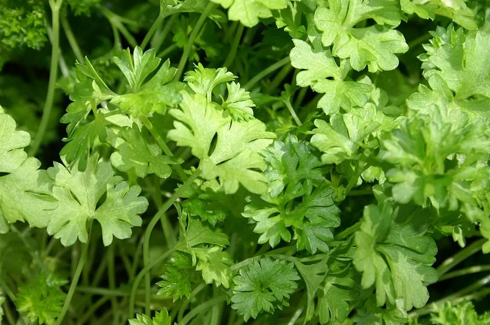 Italian Leaf Parsley (Petroselinum Crispum 'Italian') — here's a description catered to a landscape architect assistant's needs:<br><br>Italian Leaf Parsley