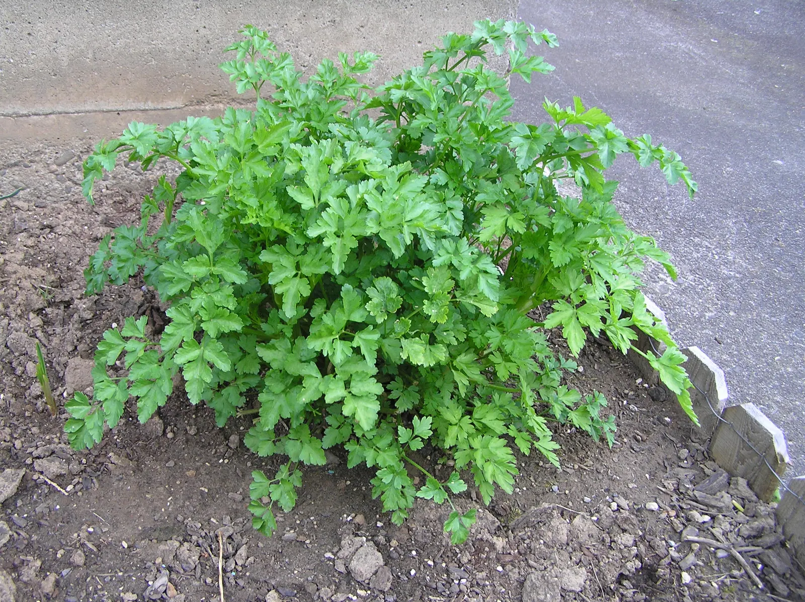 Italian Leaf Parsley (Petroselinum Crispum 'Italian') — Hardy and aromatic, it's an essential component for both chefs and garden enthusiasts