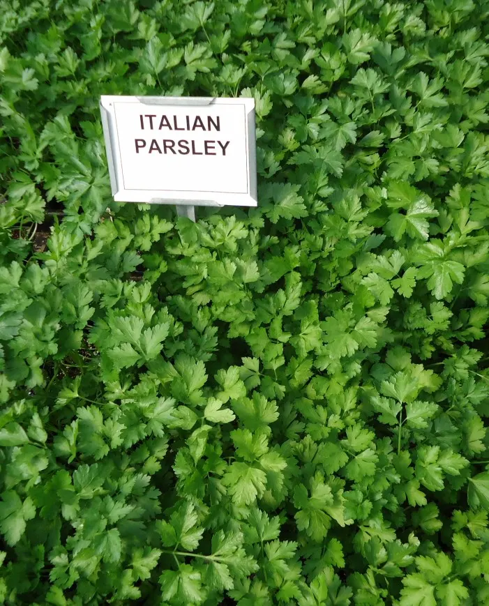 Italian Leaf Parsley (Petroselinum Crispum 'Italian') — This biennial offers a bountiful harvest and adds a lush, textured aesthetic to any kitchen garden or