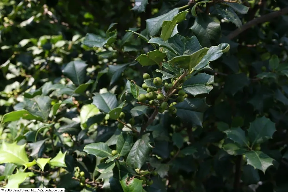 American Holly (Ilex Opaca) — When incorporating Ilex opaca into a landscape design; provides habitat for birds and is relatively slow-growing, image 94