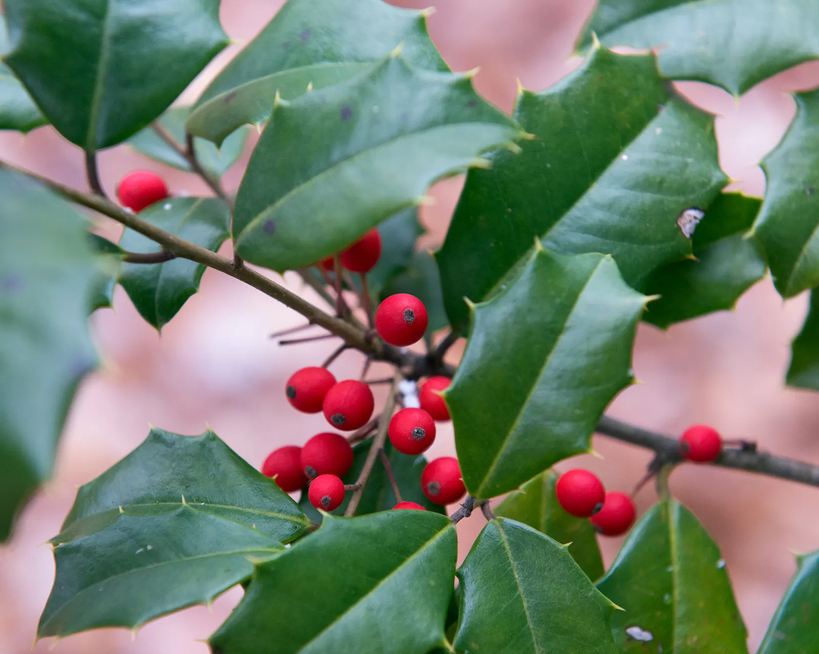 American Holly (Ilex Opaca) — American Holly typically reaches heights of 15 to 30 feet with a spread of 10 to 20 feet at maturity; which, image 85