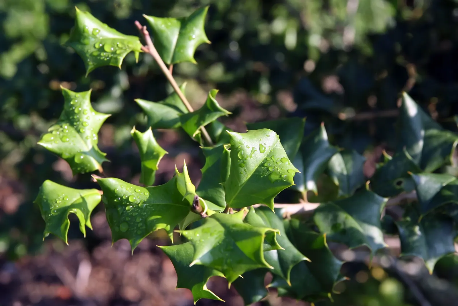 American Holly (Ilex Opaca) — and although it can adapt to a range of light conditions; ensure adequate space is allocated for its mature size and, image 89