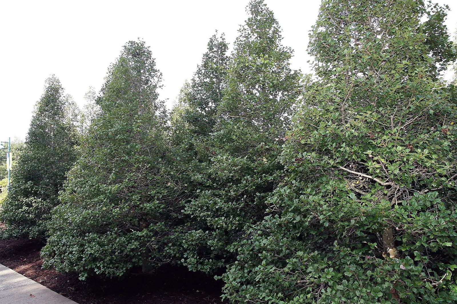 American Holly (Ilex Opaca) — broadleaf evergreen / tree with white blooms; it prefers full sun to partial shade for optimal growth and berry, image 99