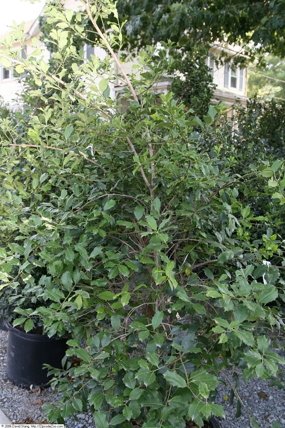 American Holly (Ilex Opaca) — white flowers in the garden