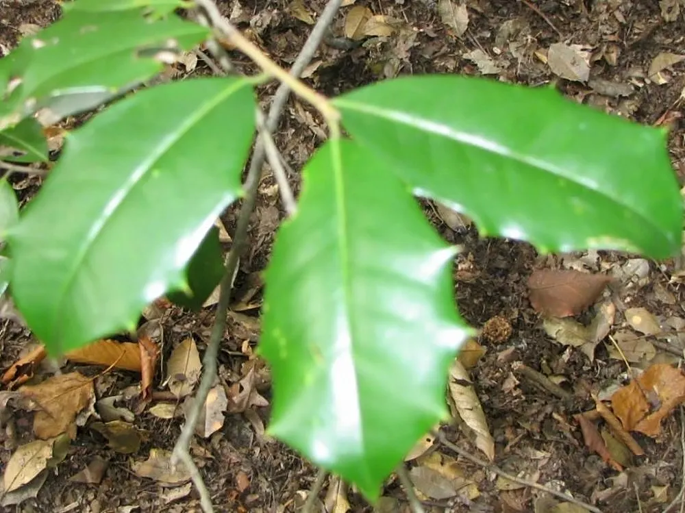 American Holly (Ilex Opaca) — American Holly (Ilex opaca) is an evergreen with a dense pyramidal shape; hardy in zones 5-9, it requires minimal, image 76