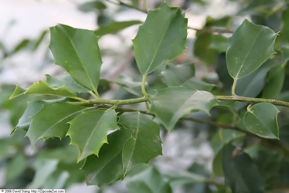 American Holly (Ilex Opaca) — it prefers full sun to partial shade for optimal growth and berry production