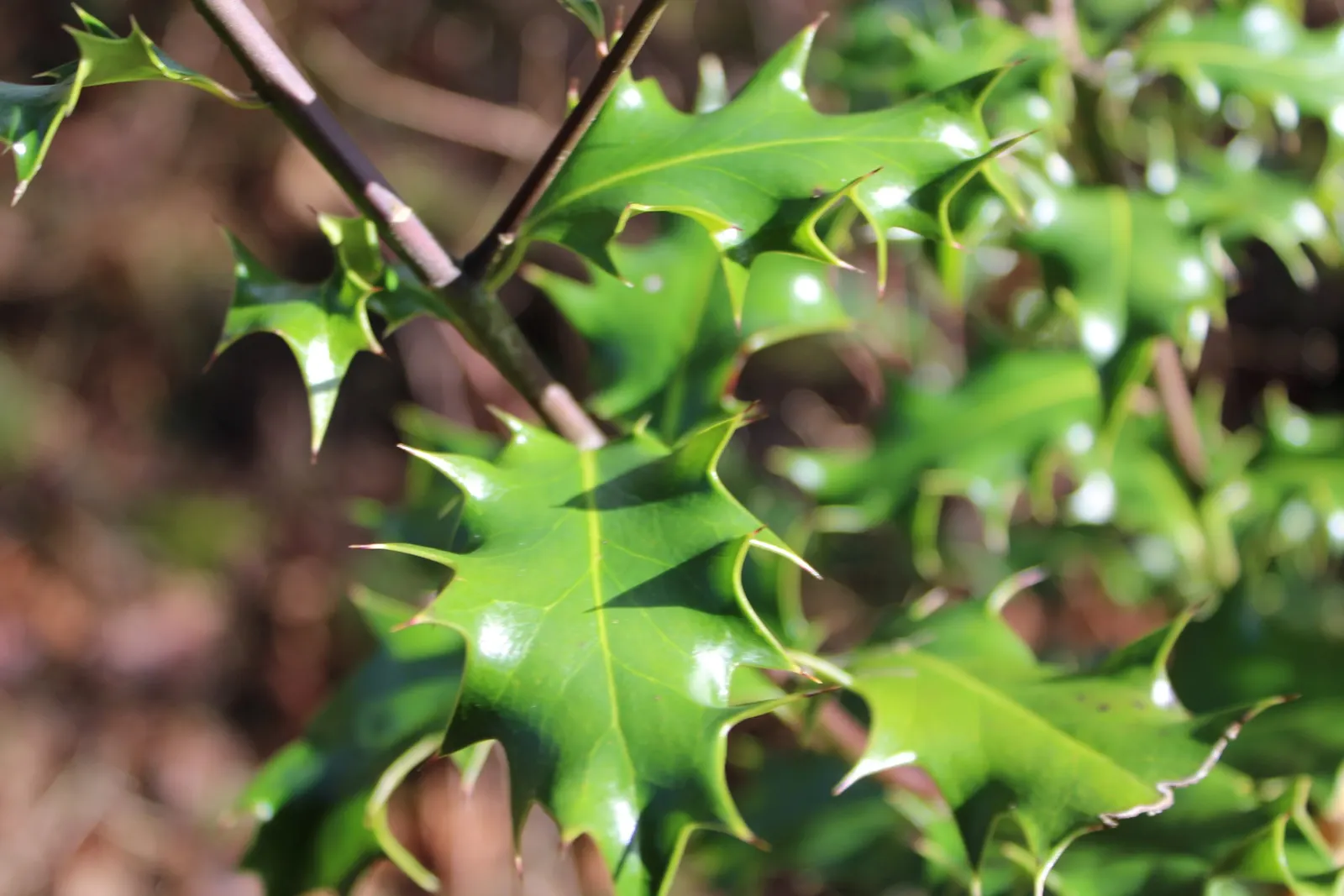 American Holly (Ilex Opaca) — broadleaf evergreen / tree for full or half; its ability to be pruned into a hedge or topiary form adds to its, image 100