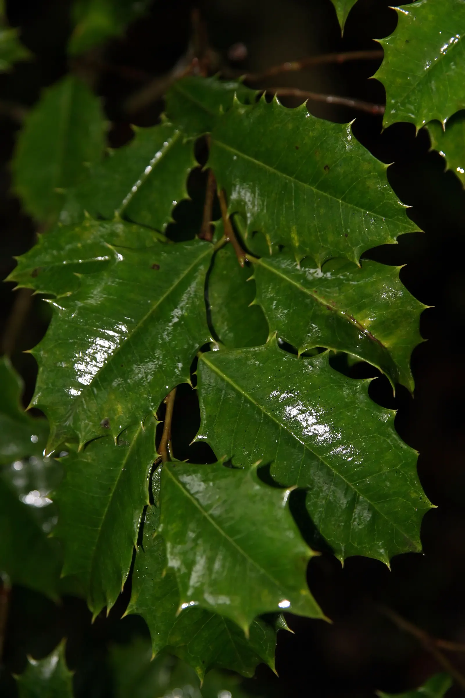 American Holly (Ilex Opaca) — It should be noted that American Holly is dioecious; growing at a moderate pace, image 66