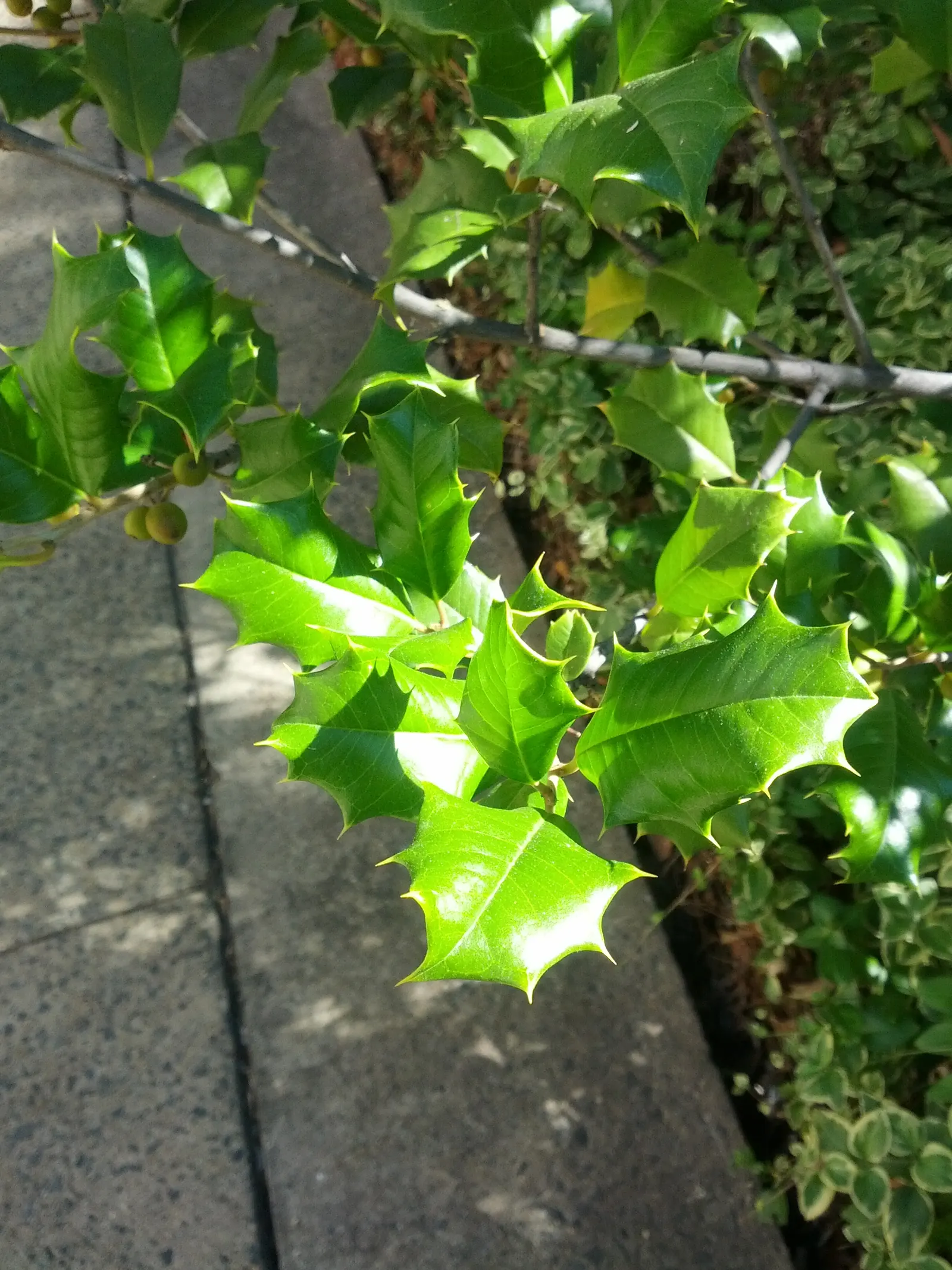 American Holly (Ilex Opaca) — but it can soar even taller; broadleaf evergreen / tree with white blooms, image 86