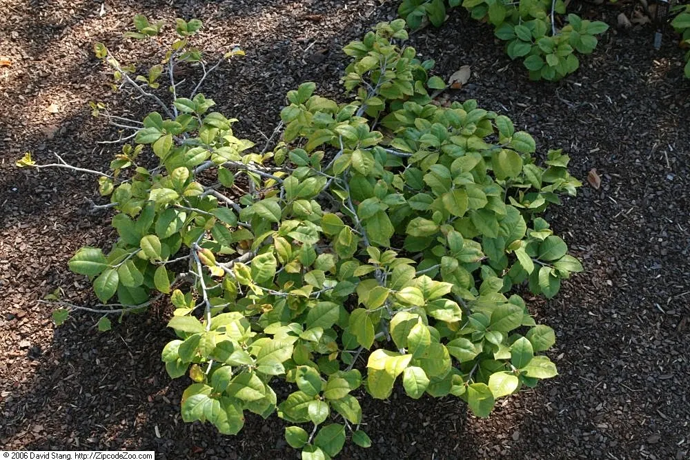 American Holly (Ilex Opaca) — ensure adequate space is allocated for its mature size and consider its use as a privacy screen