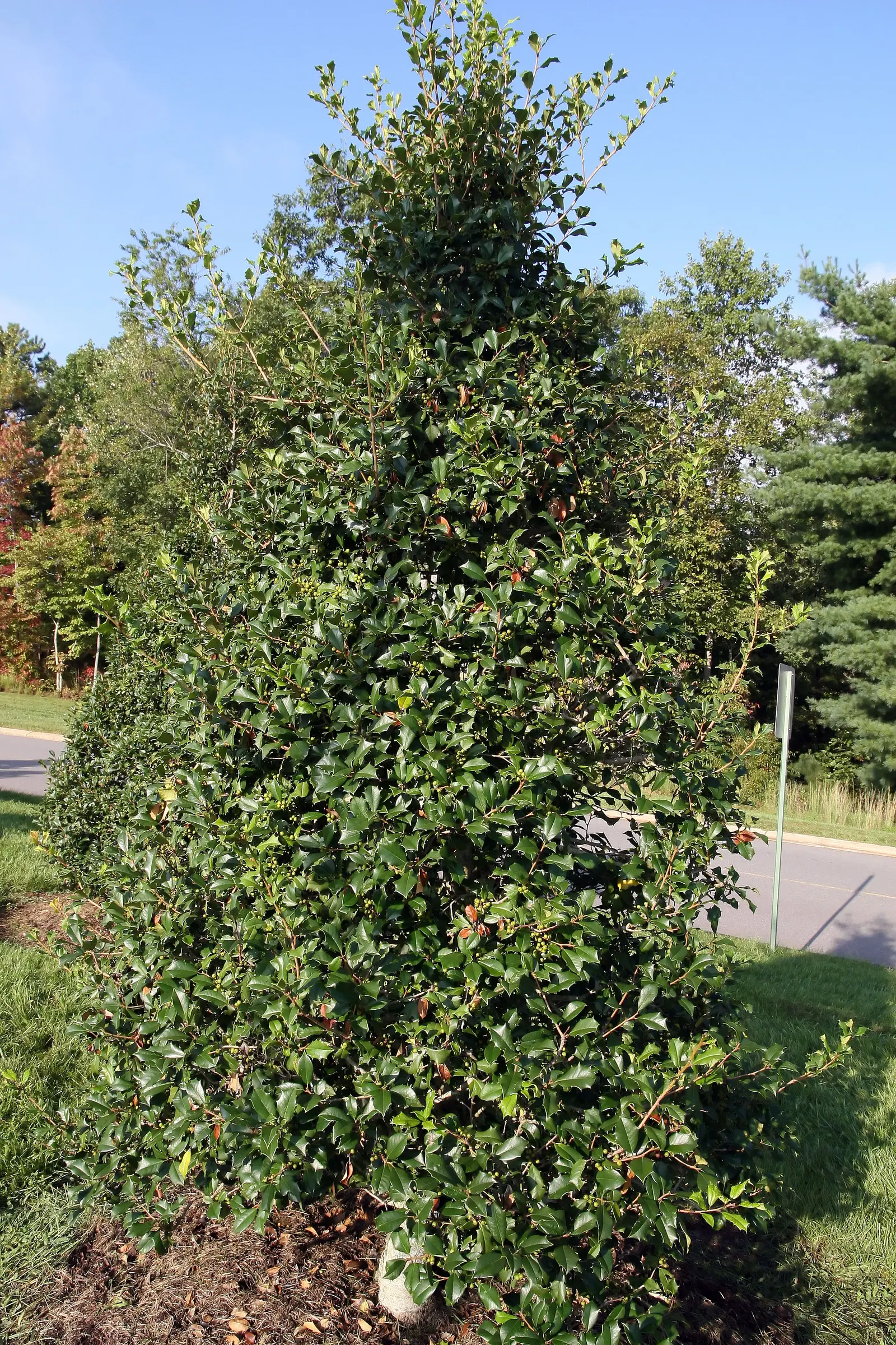 American Holly (Ilex Opaca) — dark green foliage and vibrant red berries; or grouped in a naturalistic setting