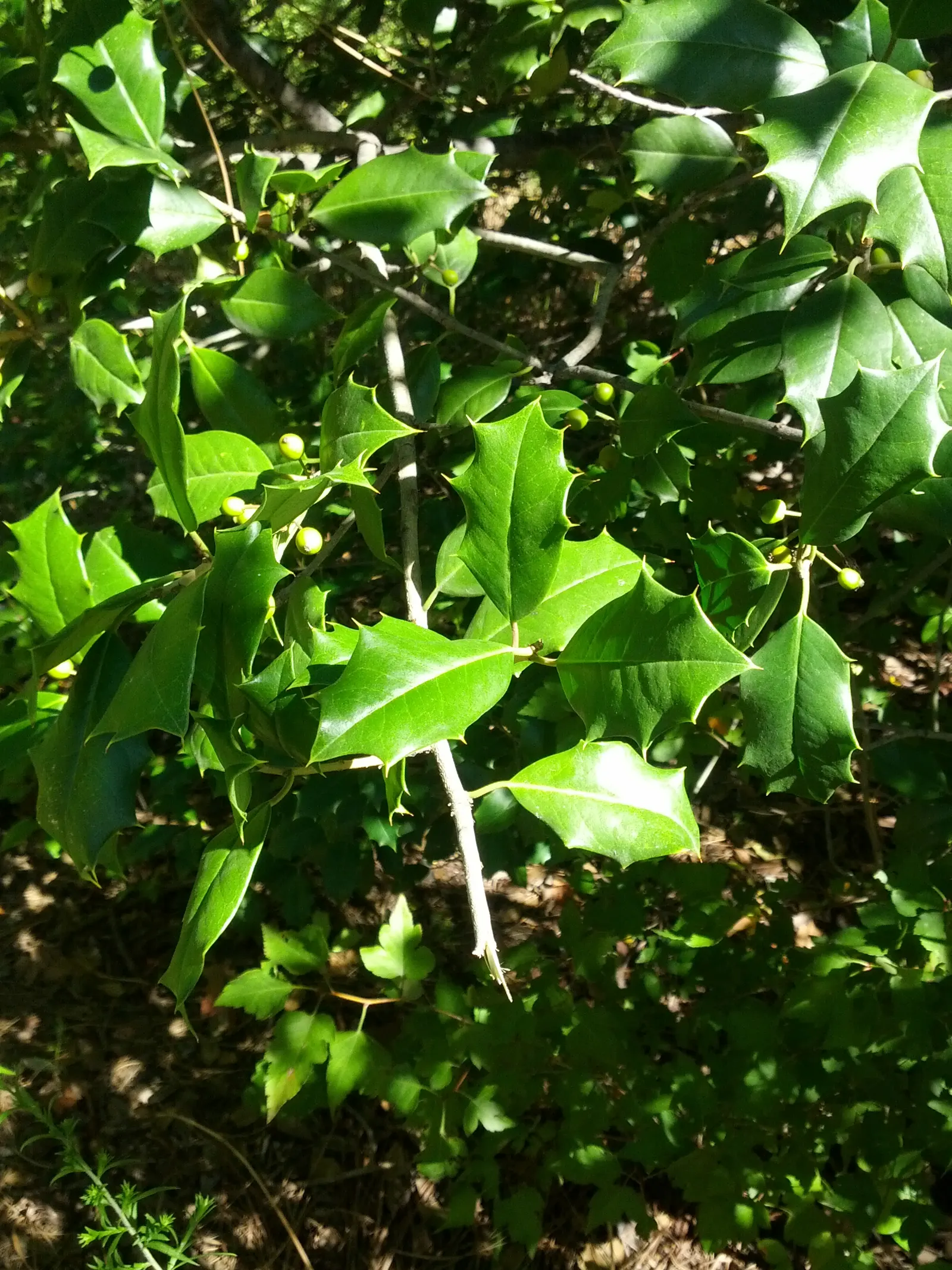 American Holly (Ilex Opaca) — It should be noted that American Holly is dioecious; growing at a moderate pace