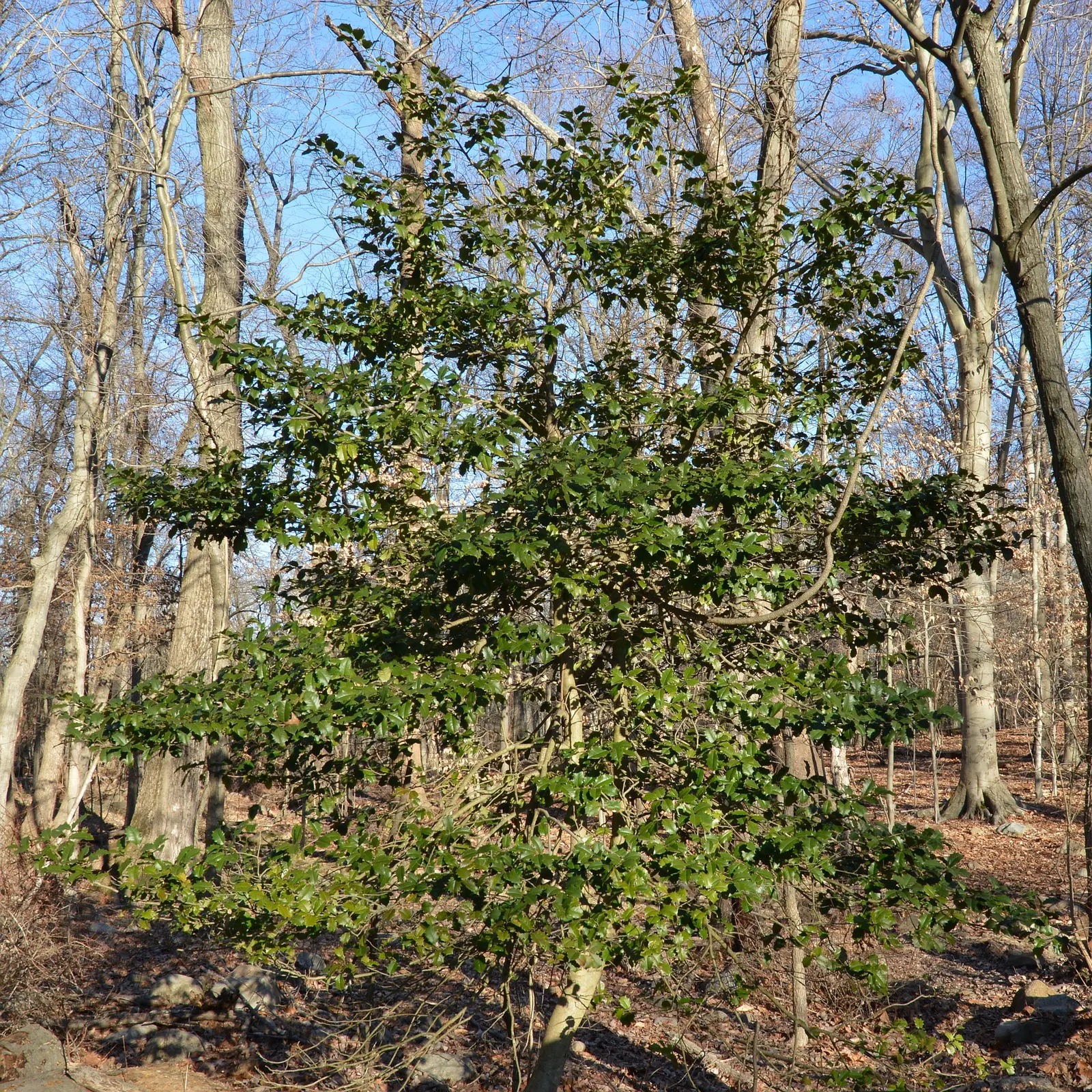 American Holly (Ilex Opaca) — dark green foliage and vibrant red berries; or grouped in a naturalistic setting, image 57