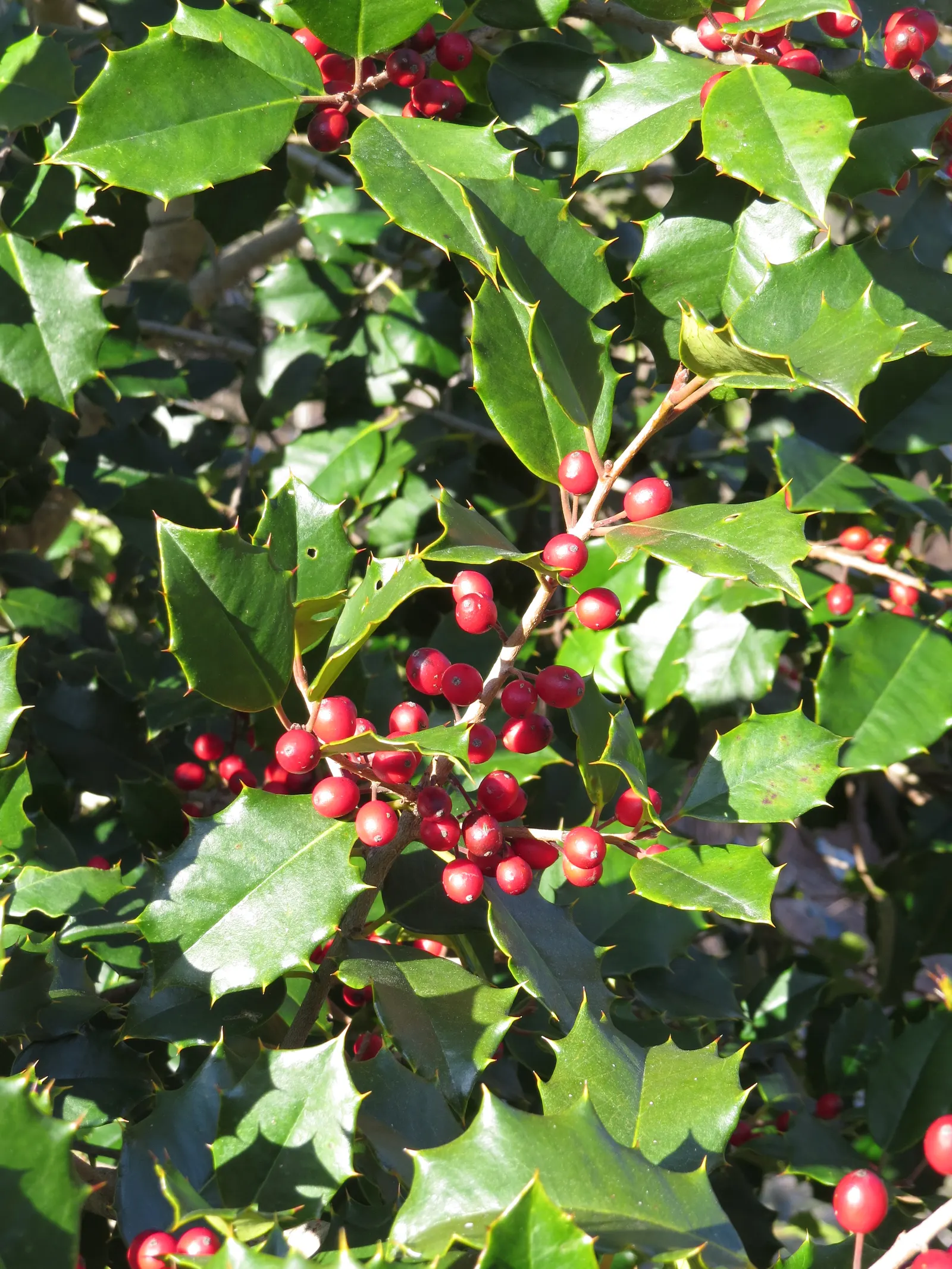 American Holly (Ilex Opaca) — Its spiny dark green leaves and bright red berries are iconic, thriving in well-drained, slightly acidic soil; it is, image 78
