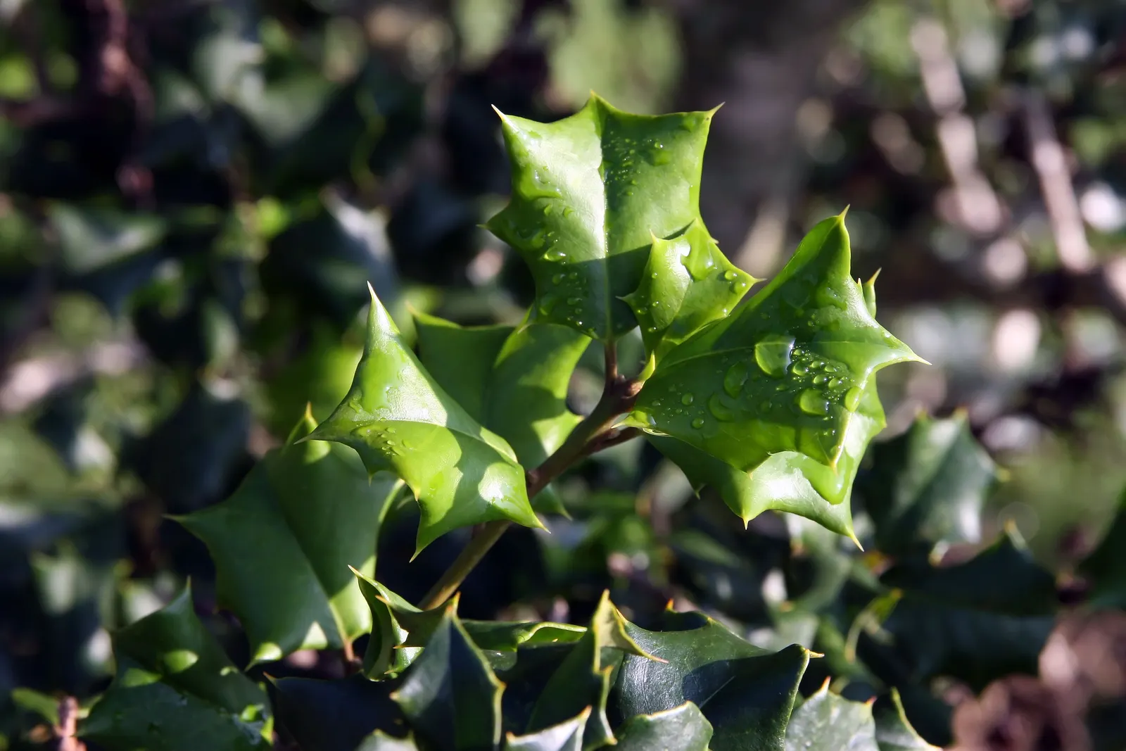 American Holly (Ilex Opaca) — which are traditionally associated with holiday decor
