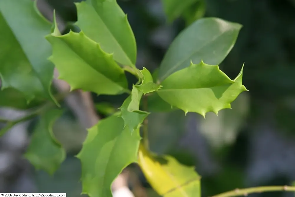 American Holly (Ilex Opaca) — which necessitate a nearby male pollinator.<br><br>Offering shelter and food for wildlife; it should be noted that American Holly