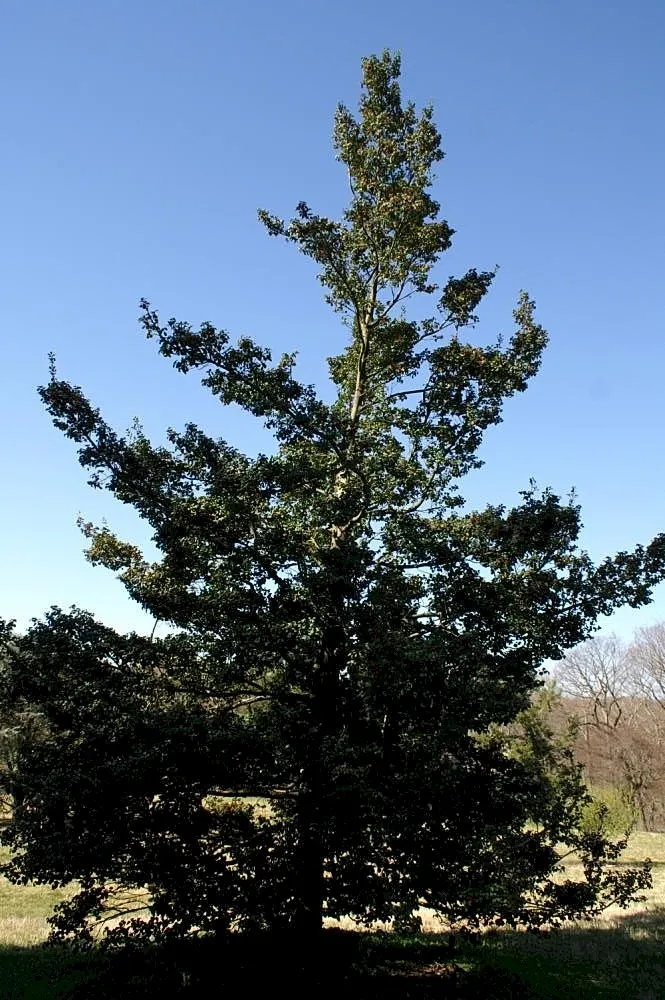American Holly (Ilex Opaca) — Its spiny dark green leaves and bright red berries are iconic, thriving in well-drained, slightly acidic soil; it is as