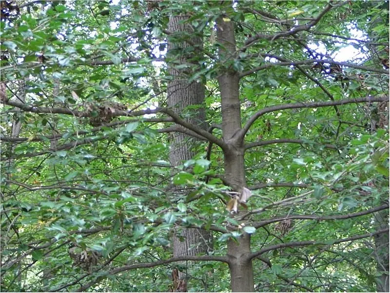 American Holly (Ilex Opaca) — or grouped in a naturalistic setting; when incorporating Ilex opaca into a landscape design, image 96