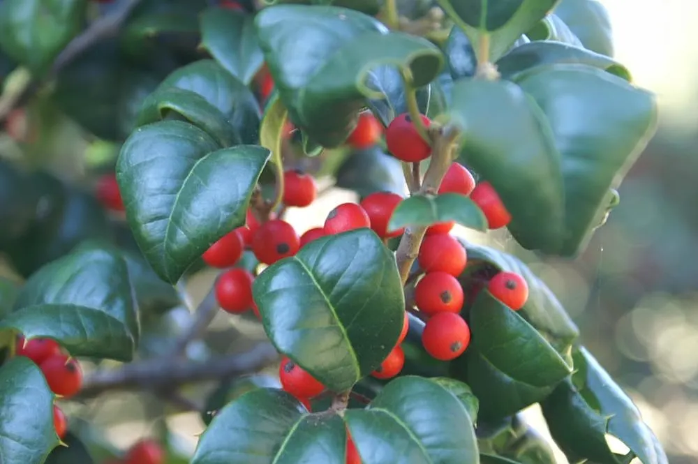 American Holly (Ilex Opaca) — typically reaching 15-30 feet in height with a spread of 10-20 feet