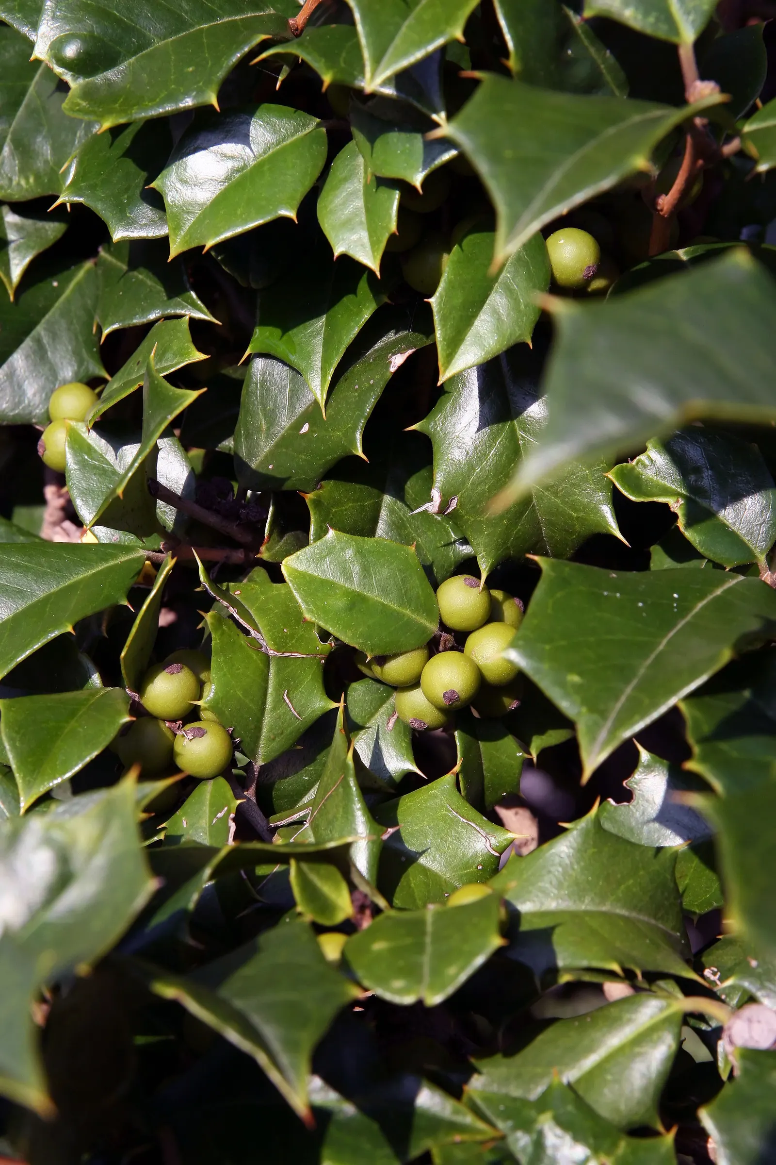American Holly (Ilex Opaca) — which necessitate a nearby male pollinator.<br><br>Offering shelter and food for wildlife