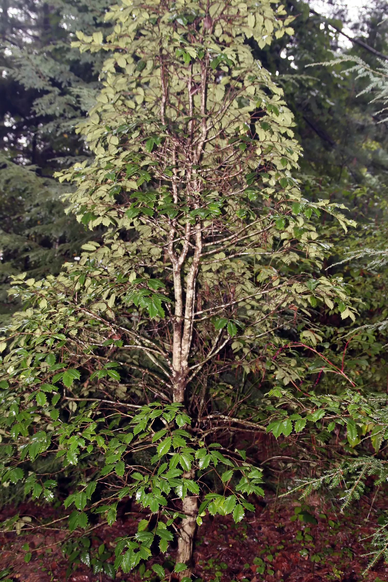 American Holly (Ilex Opaca) — Growing at a moderate pace