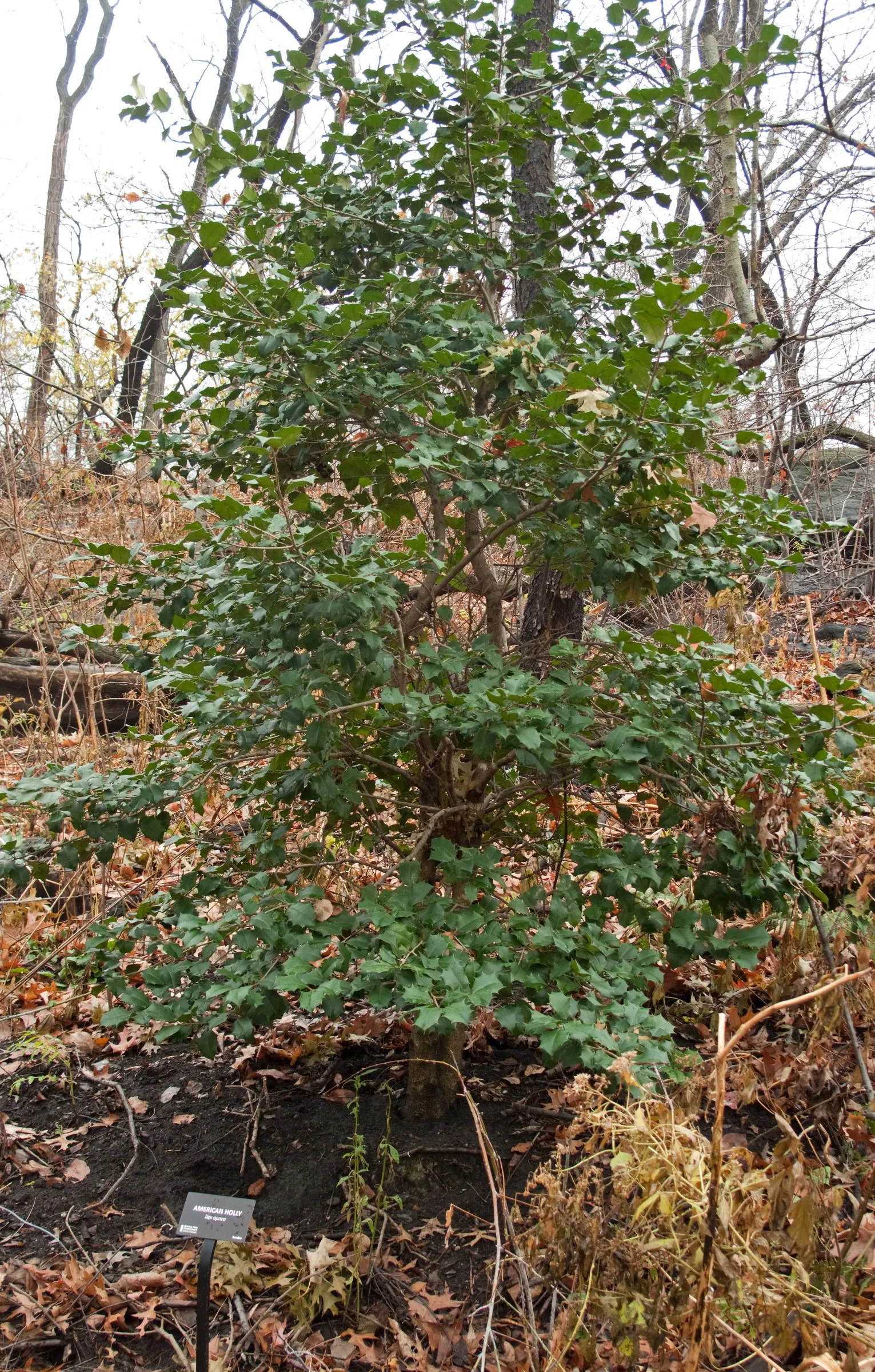 American Holly (Ilex Opaca) — broadleaf evergreen / tree for full or half; its ability to be pruned into a hedge or topiary form adds to its, image 75