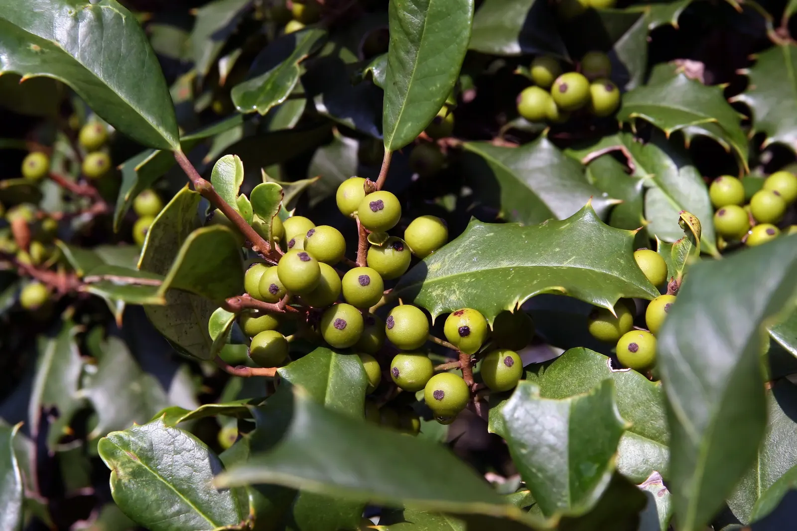 American Holly (Ilex Opaca) — typically reaching 15-30 feet in height with a spread of 10-20 feet; but it can soar even taller, image 52