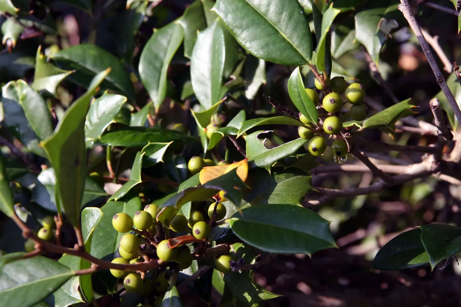 American Holly (Ilex Opaca) — it is as ecologically beneficial as it is aesthetically pleasing; white flowers in the garden