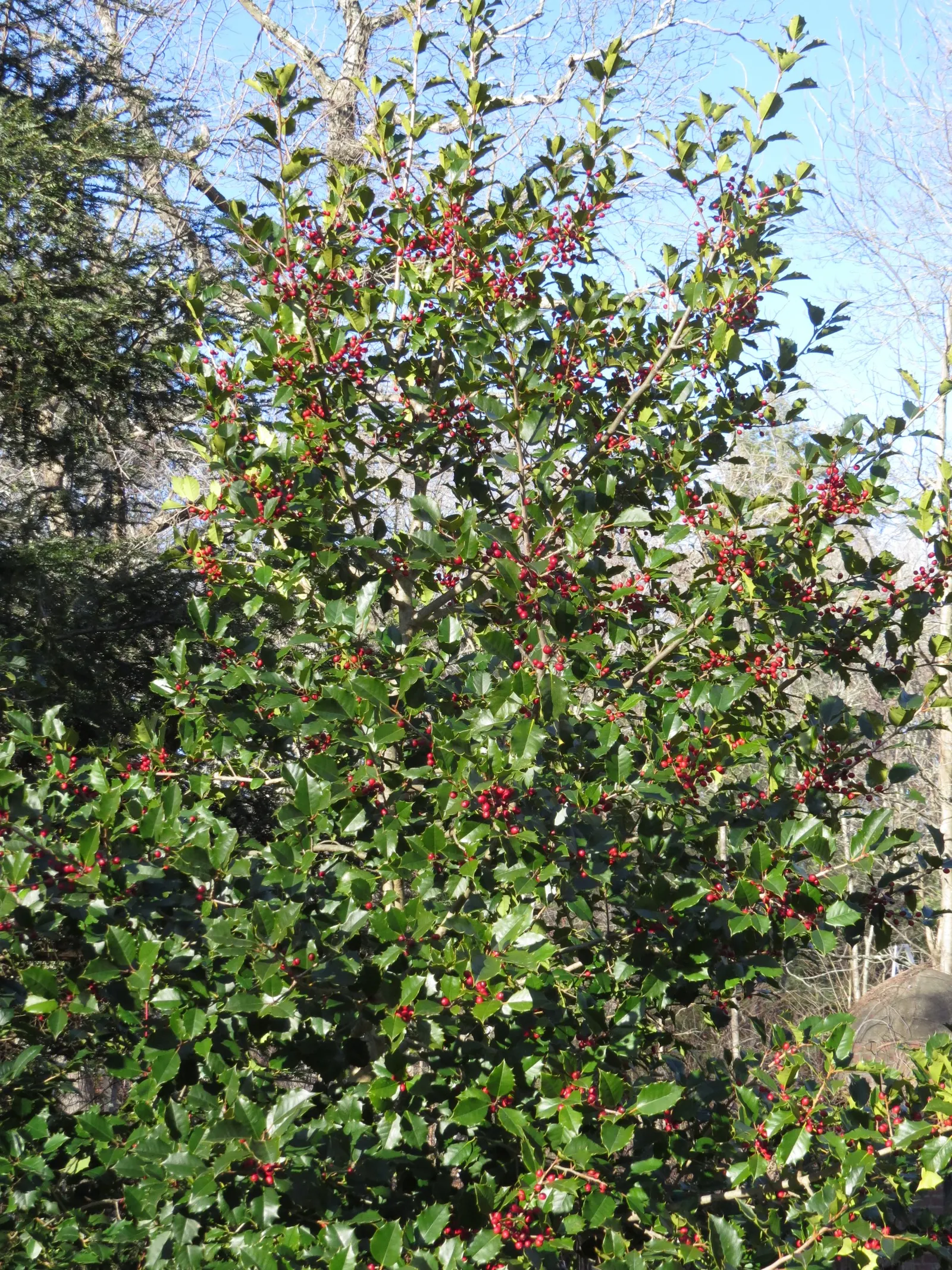 American Holly (Ilex Opaca) — and although it can adapt to a range of light conditions; ensure adequate space is allocated for its mature size and, image 64
