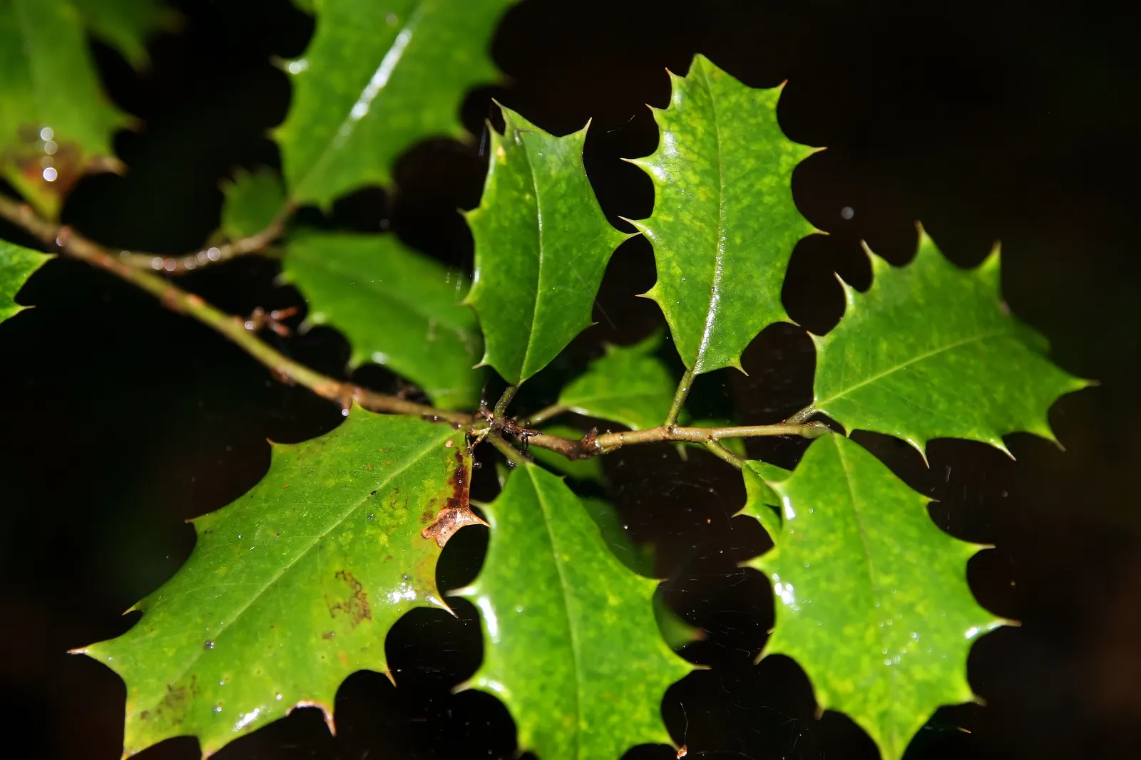 American Holly (Ilex Opaca) — but it can soar even taller; broadleaf evergreen / tree with white blooms, image 61