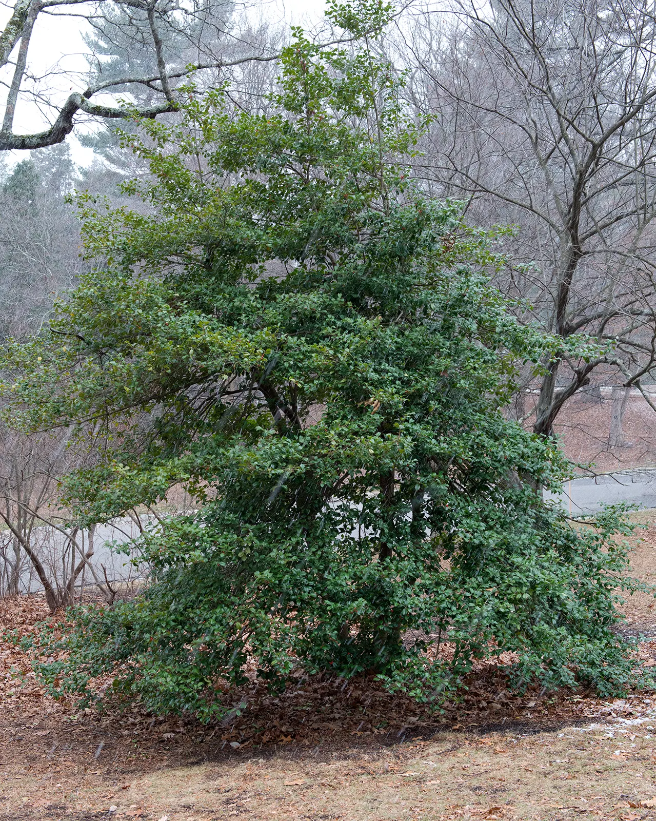 American Holly (Ilex Opaca) — broadleaf evergreen / tree with white blooms; it prefers full sun to partial shade for optimal growth and berry production