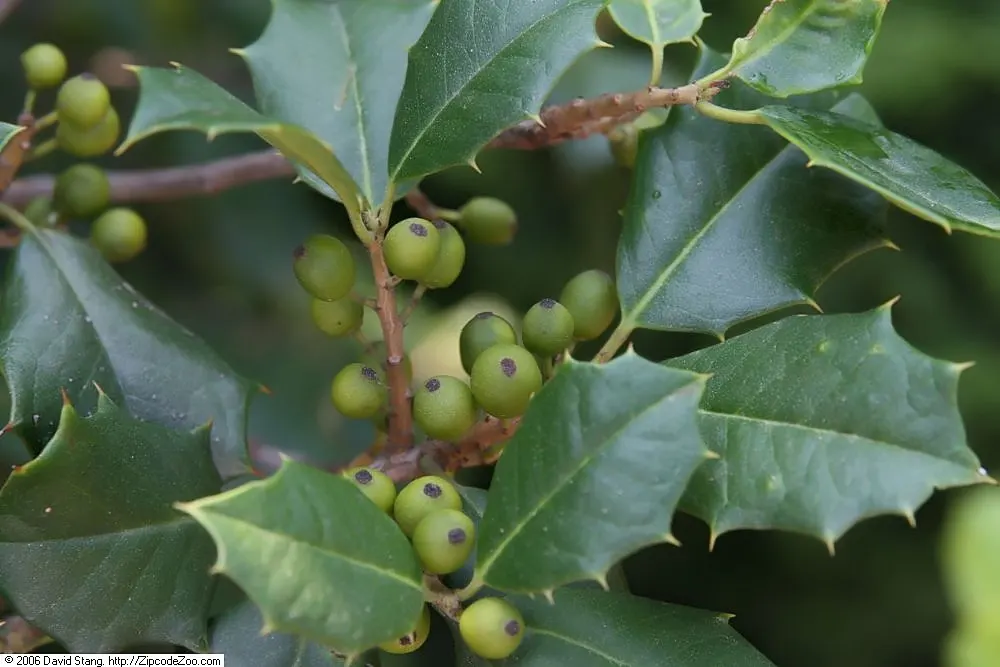 American Holly (Ilex Opaca) — is a regal evergreen tree revered for its glossy