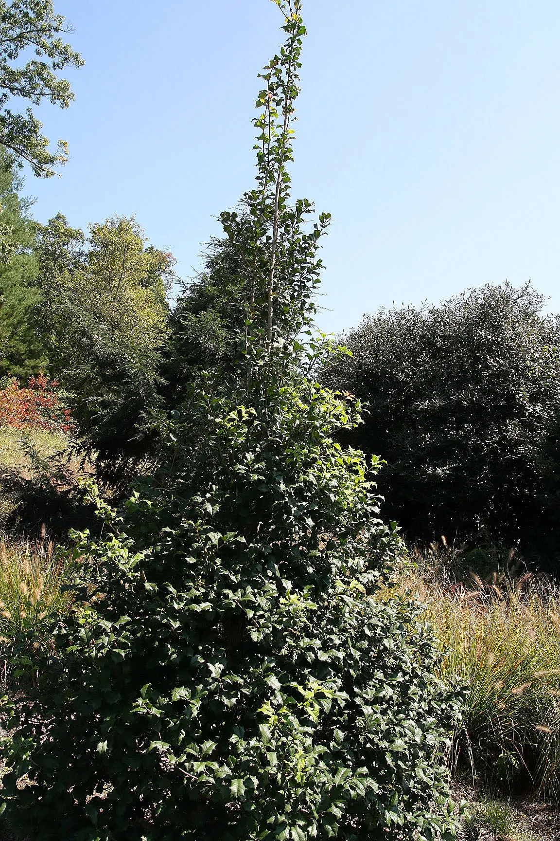 American Holly (Ilex Opaca) — but it can soar even taller