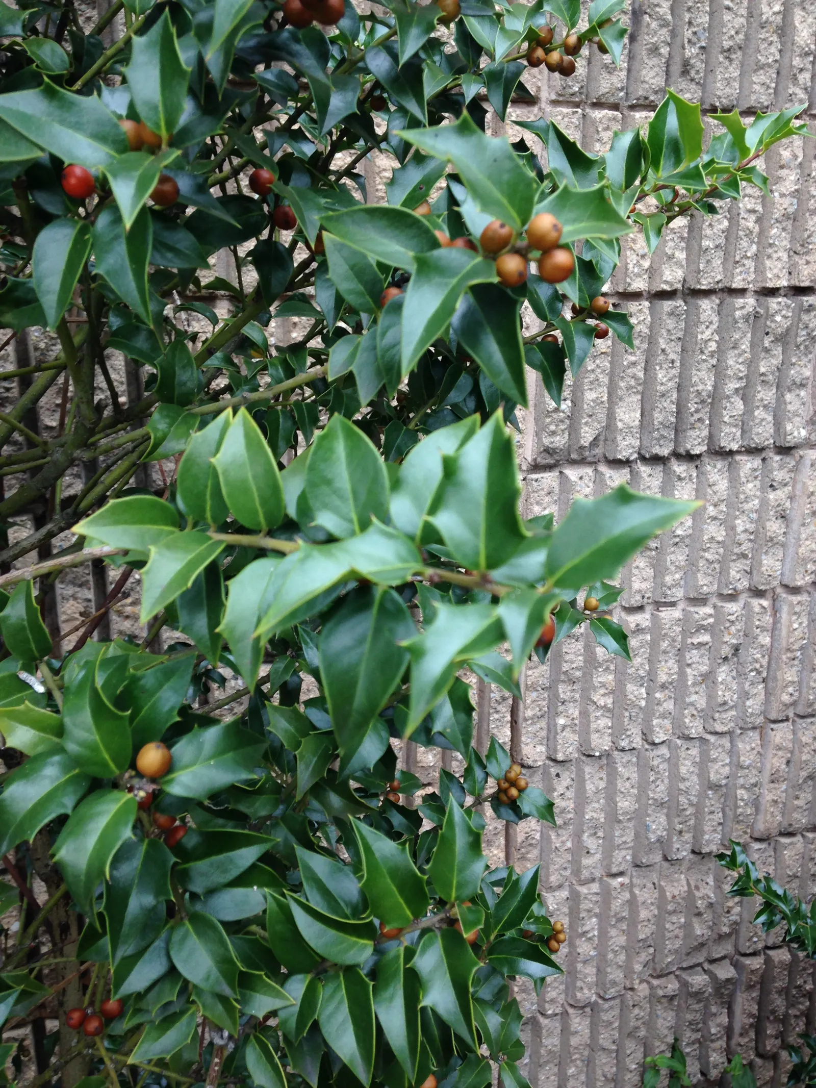 American Holly (Ilex Opaca) — under optimal conditions.<br><br>Hardy in USDA zones 5 through 9; is a regal evergreen tree revered for its glossy