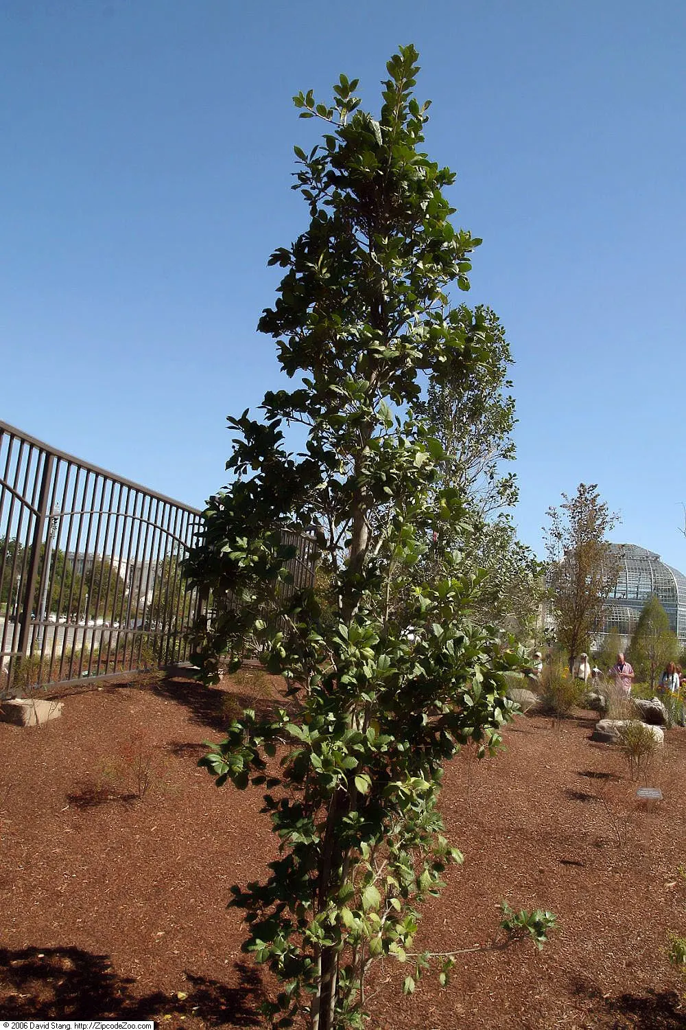 American Holly (Ilex Opaca) — Growing at a moderate pace; american Holly typically reaches heights of 15 to 30 feet with a spread of 10 to 20 feet, image 84