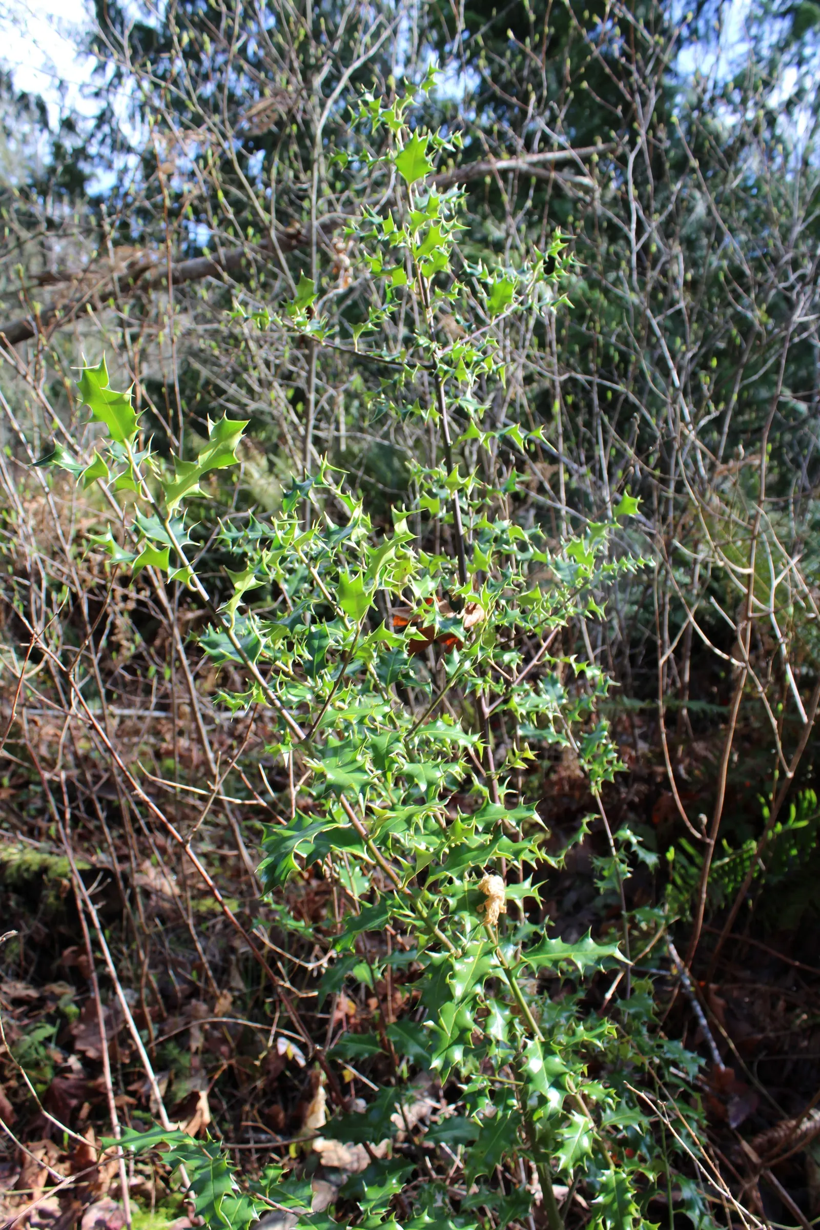 American Holly (Ilex Opaca) — which necessitate a nearby male pollinator.<br><br>Offering shelter and food for wildlife; it should be noted that, image 92