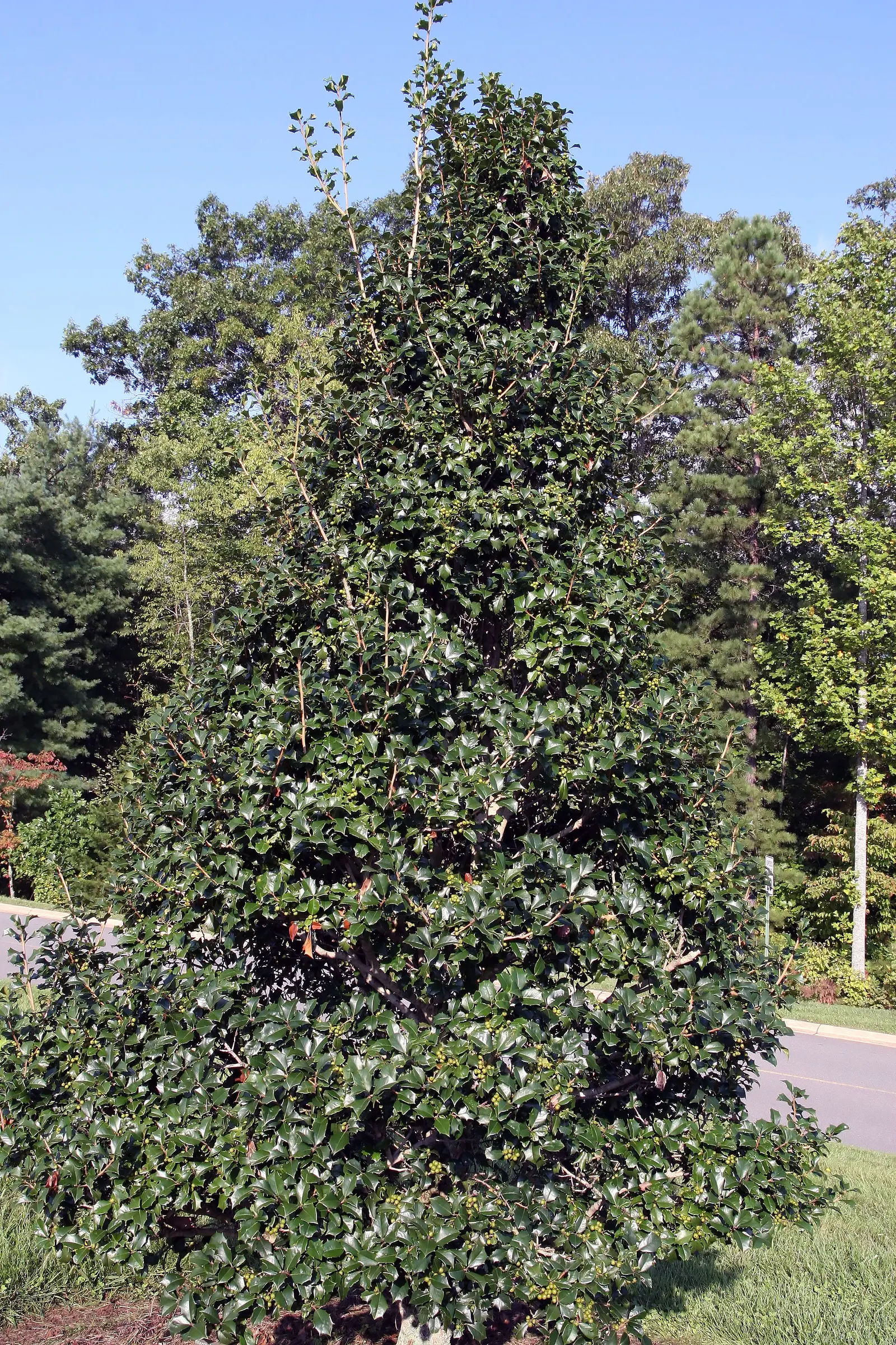 American Holly (Ilex Opaca) — When incorporating Ilex opaca into a landscape design
