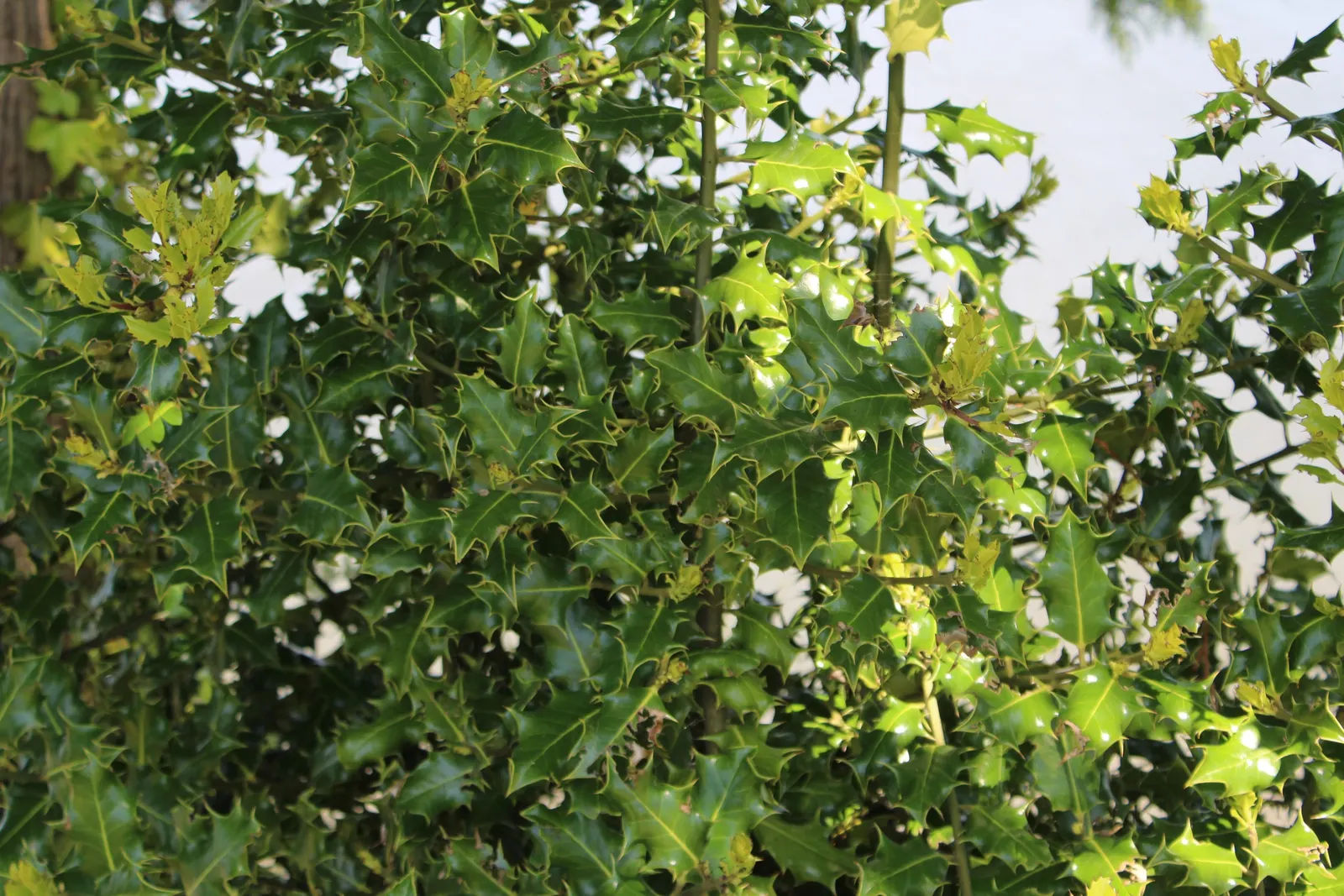 American Holly (Ilex Opaca) — broadleaf evergreen / tree with white blooms