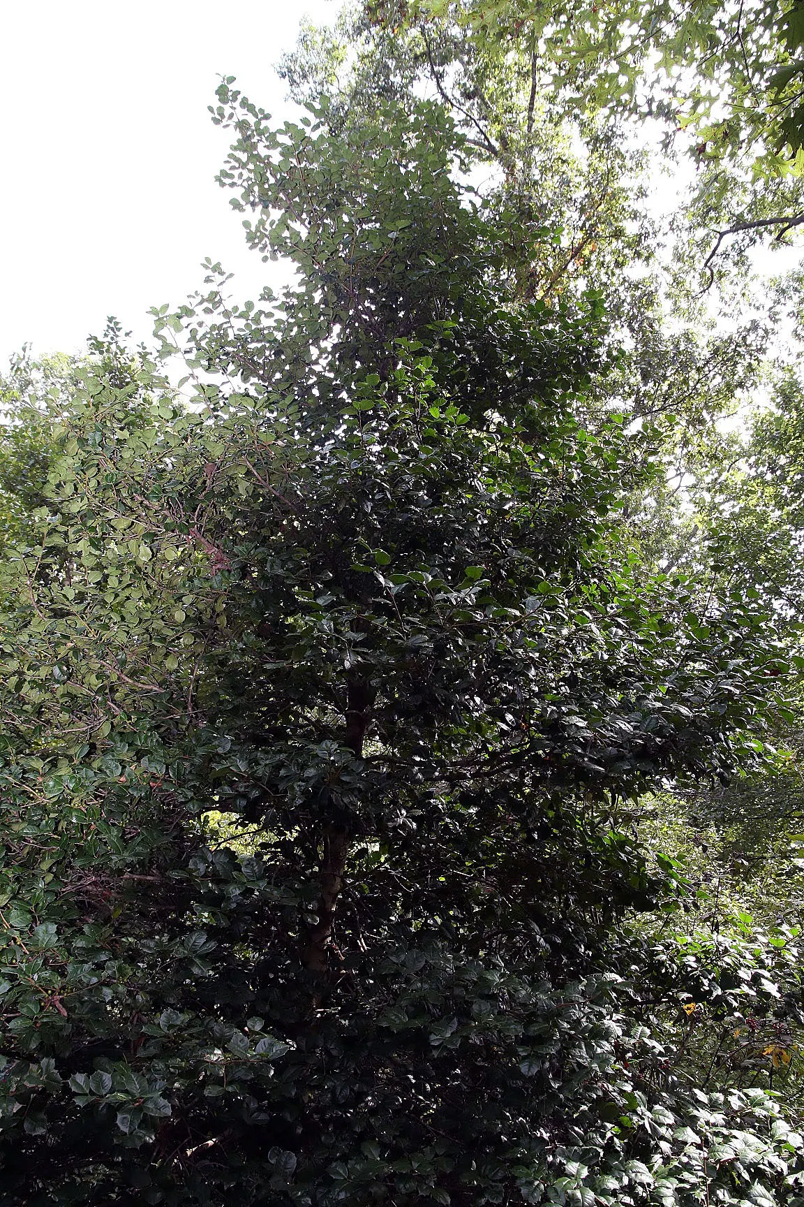 American Holly (Ilex Opaca) — Provides habitat for birds and is relatively slow-growing; dark green foliage and vibrant red berries, image 55