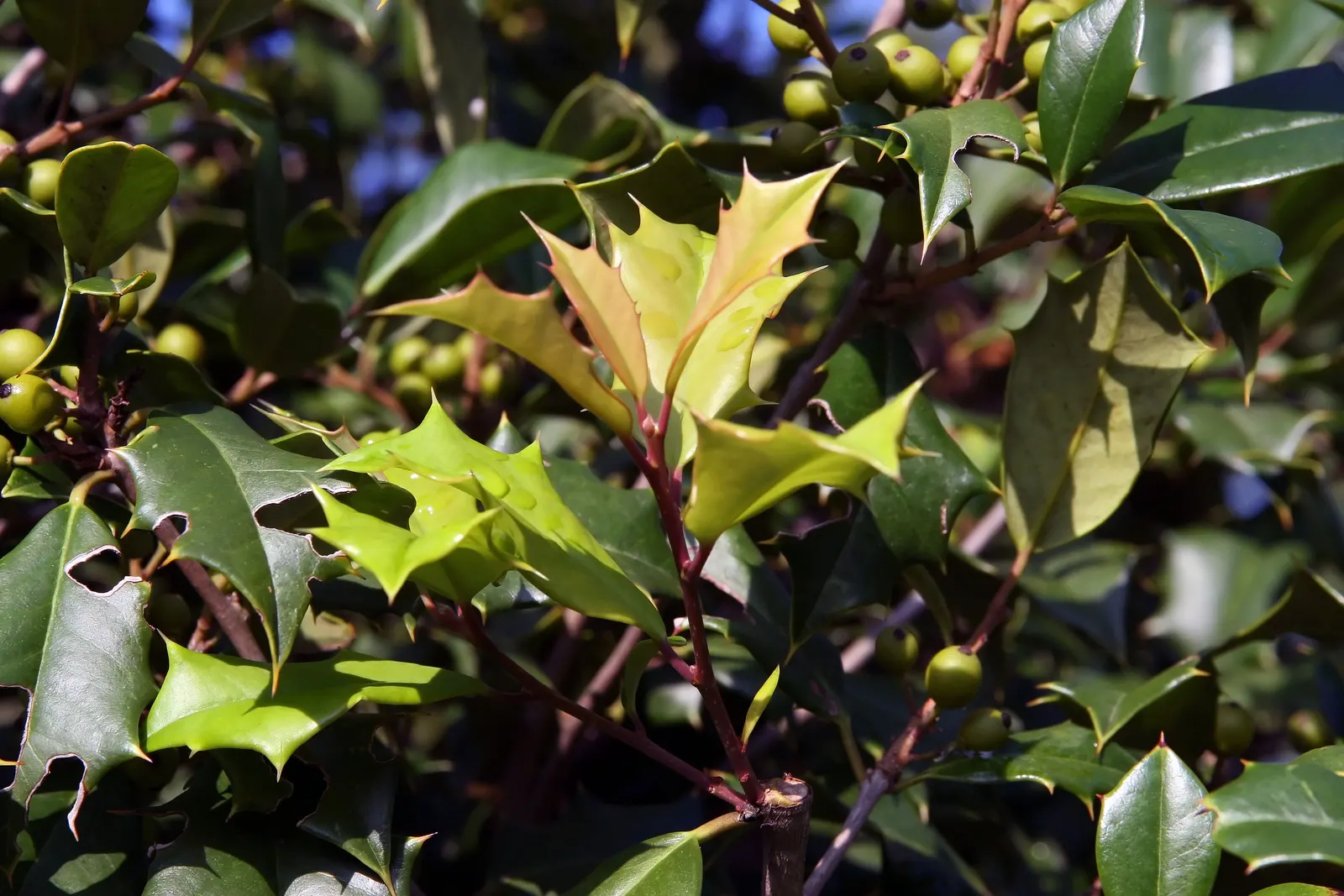 American Holly (Ilex Opaca) — ensure adequate space is allocated for its mature size and consider its use as a privacy screen; under optimal, image 95