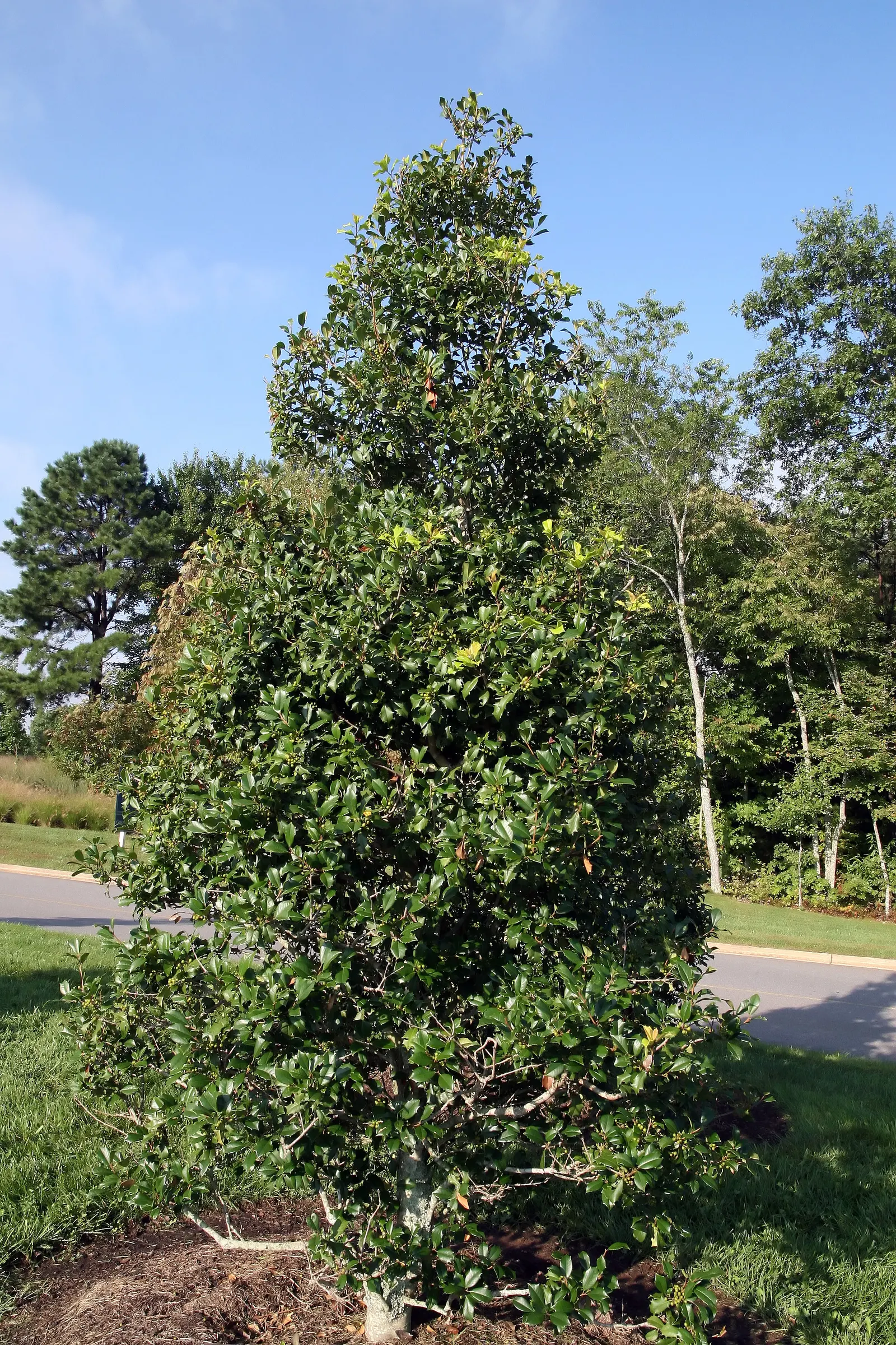 American Holly (Ilex Opaca) — dark green foliage and vibrant red berries